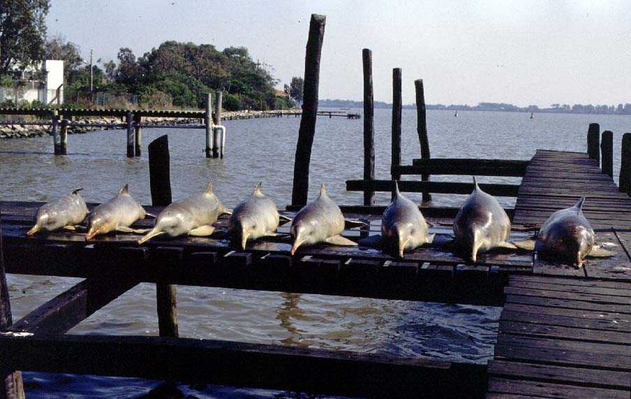 Pontoporia blainvillei