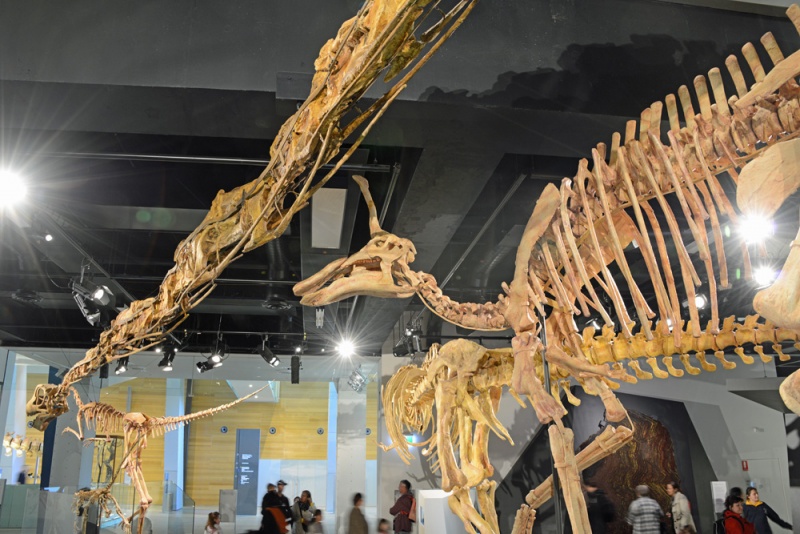 File:Tsintaosaurus Mamenchisaurus 7889 W.jpg