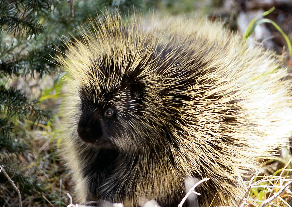 File:Porcupine NPS11952.jpg