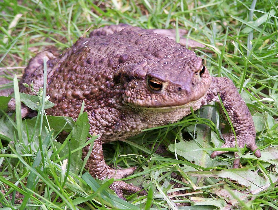 File:Bufo bufo sitting-Iric2006.jpg