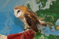 Tyto alba 2.jpg