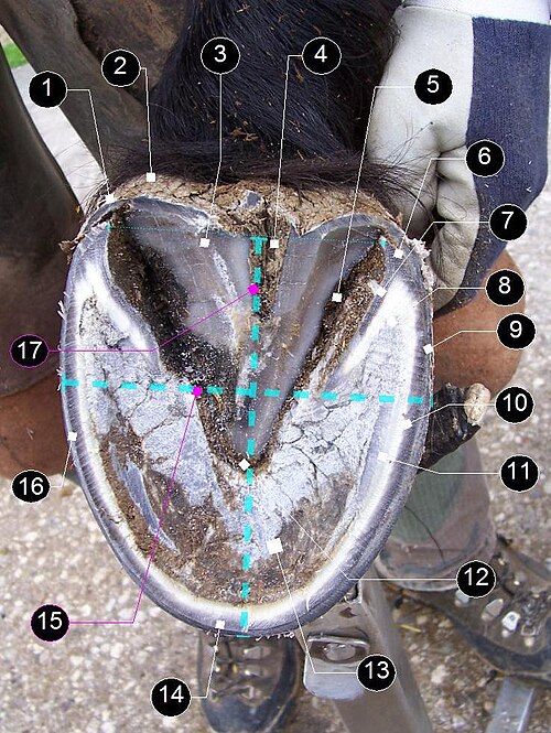 File:Hoof quoted.jpg