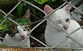 Thumbnail for version as of 08:12, 13 March 2006