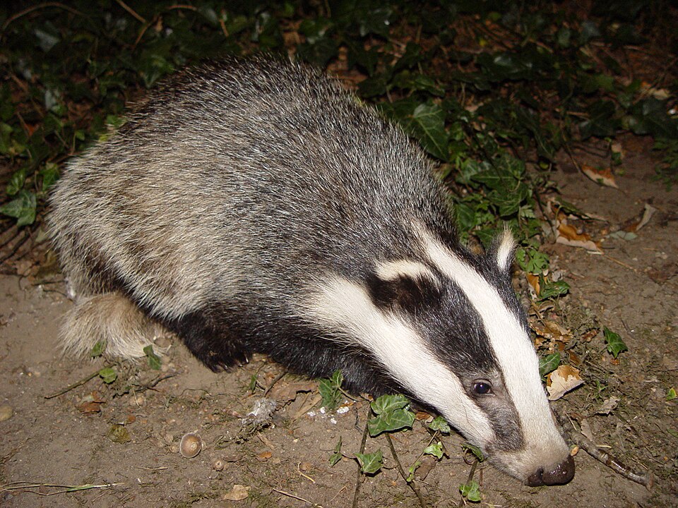File:Badger-badger.jpg