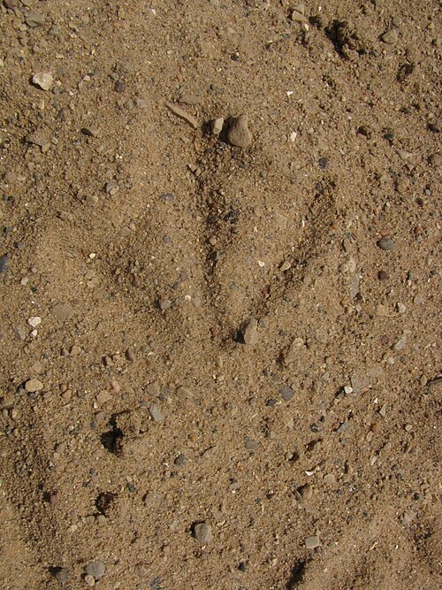 File:Larus argentatus track 7105.JPG