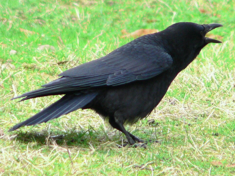 File:Corvus brachyrhynchos 30157.JPG