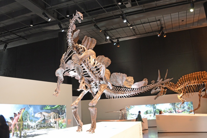 File:Stegosaurus 1022 W.jpg