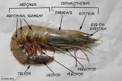 ShrimpAnatomy 0480 edited-W.jpg