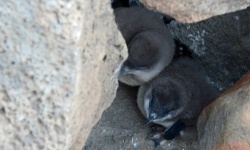 LittlePenguin 4444.jpg