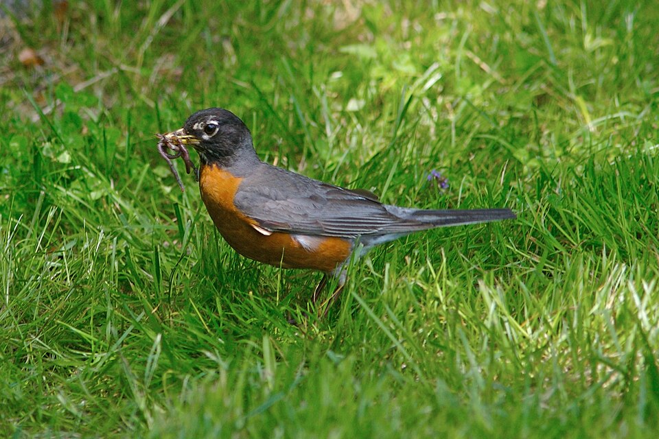 File:American Robin with worm.jpg