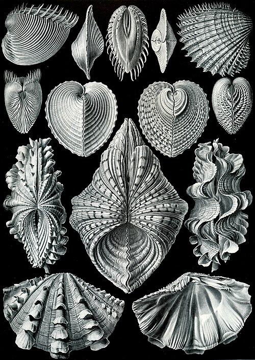 File:Haeckel Acephala.jpg