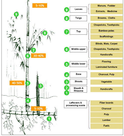 Different uses of bamboo