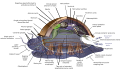 Thumbnail for version as of 06:33, 31 December 2014