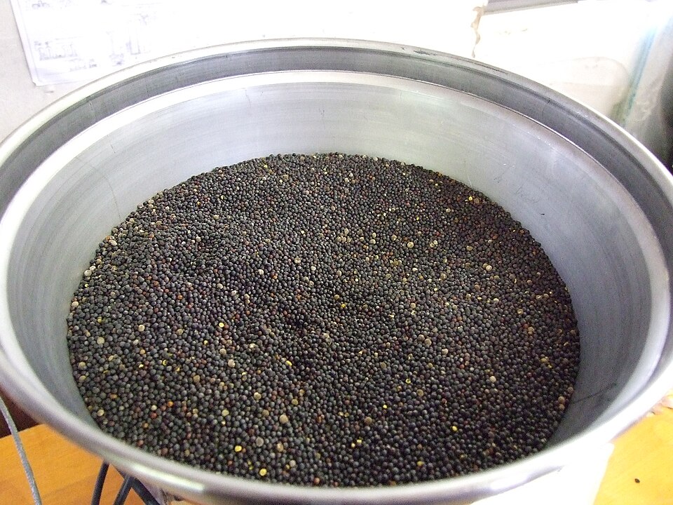 File:Rapeseed.jpg