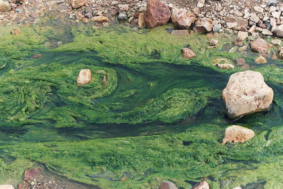 File:Algues eau douce.jpg