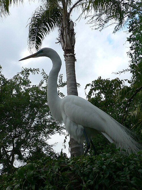 File:Ardea alba3.jpg