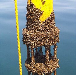 Zebra mussel GLERL 4.jpg