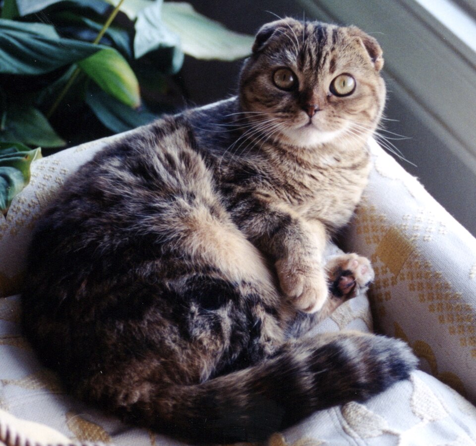 File:Scottish Fold.jpg