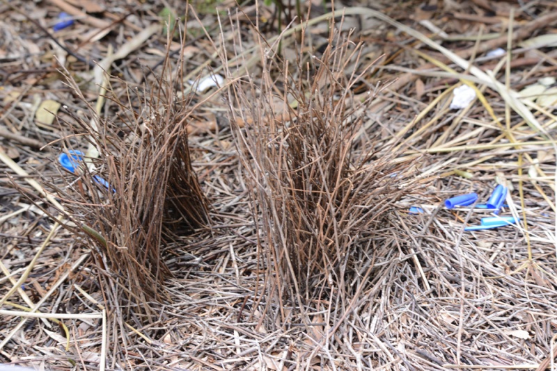File:Ptilonorhynchus violaceus Bower 8018.jpg