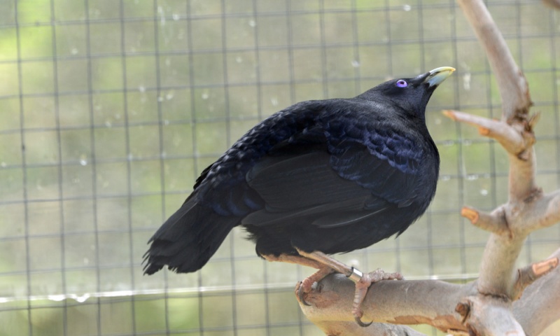 File:SatinBowerbird 4183.jpg