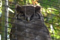 Bubo lacteus 1.jpg