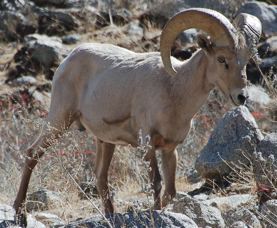 File:Desert Bighorn Barna Cropped.jpg