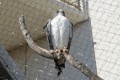 Buteo albicaudatus 1.jpg