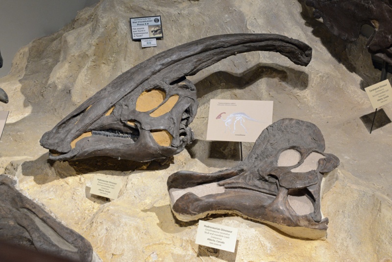 File:Hadrosaurians 0827 W.jpg