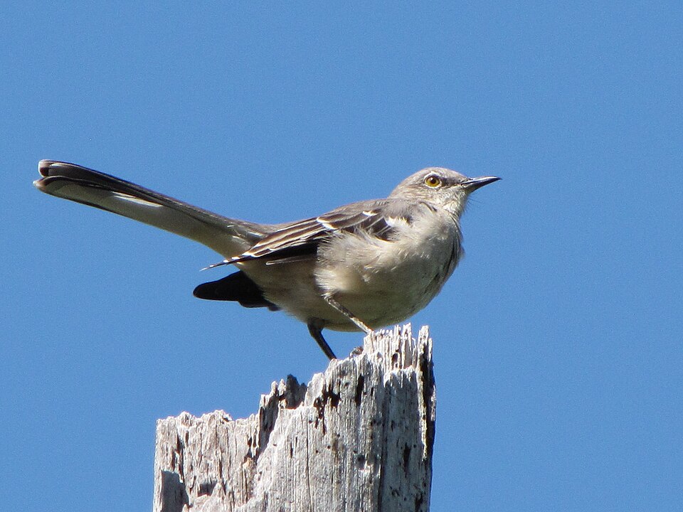 File:Mimus polyglottos 1.jpg