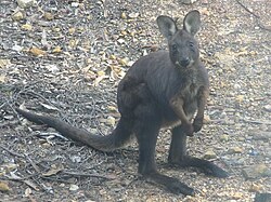 Macropus robustus.jpg