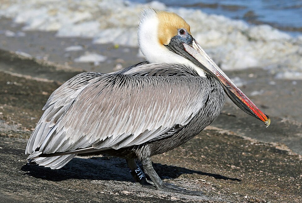 File:Brown Pelican21K.jpg
