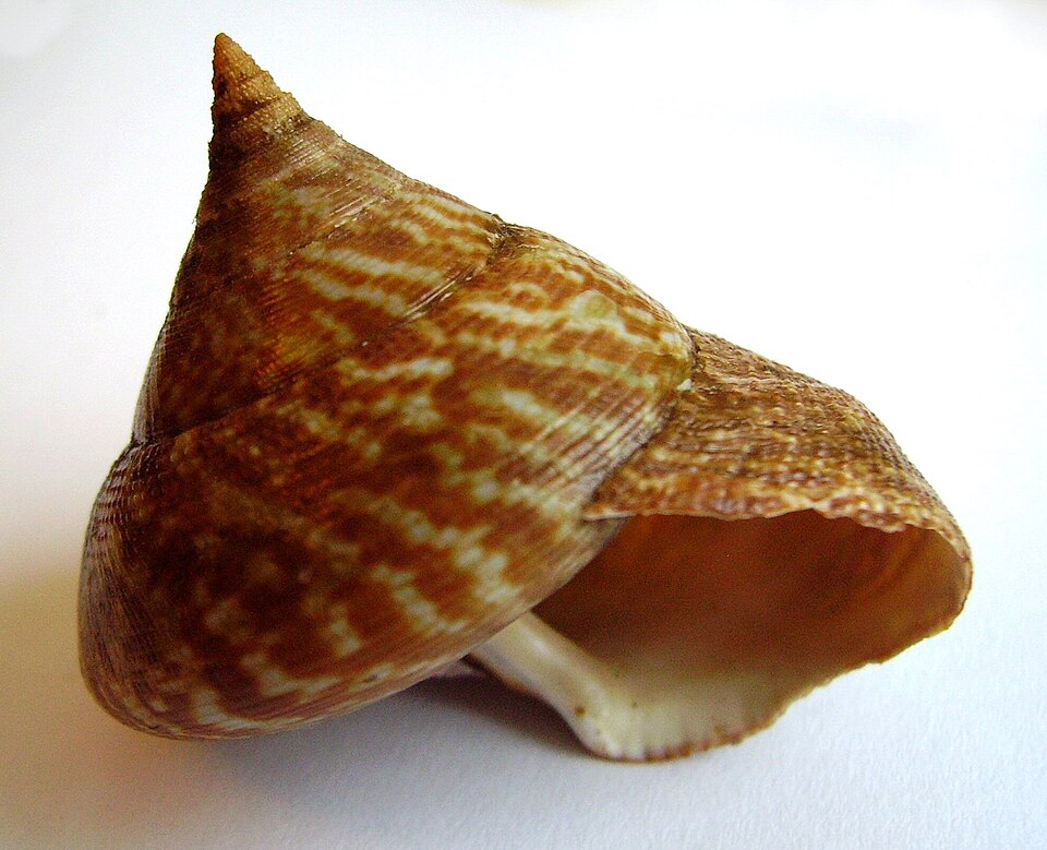 File:Calliostoma tigris.JPG
