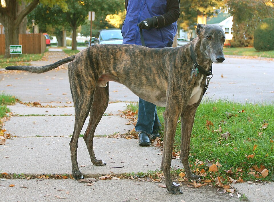 File:Greyhound brindle standing.jpg
