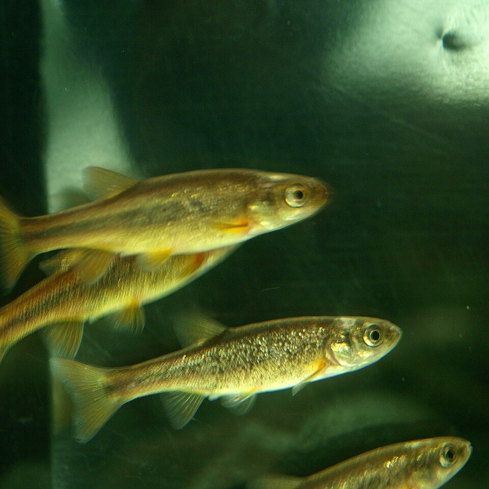 File:Phoxinus percnurus sachalinensis by OpenCage.jpg