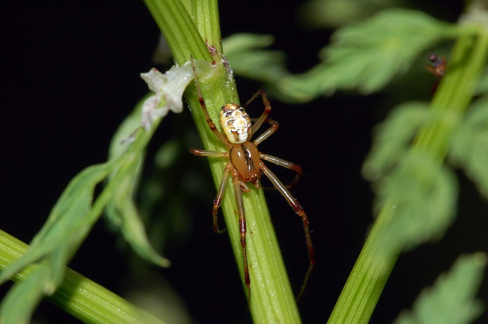 File:Araneae fg02.jpg
