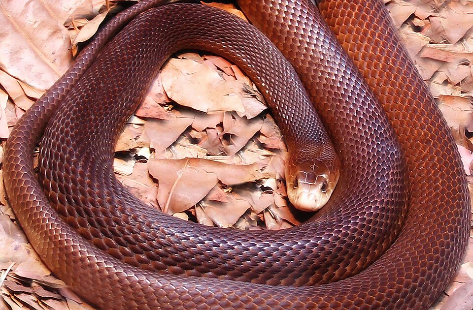 File:Coastal-Taipan.jpg