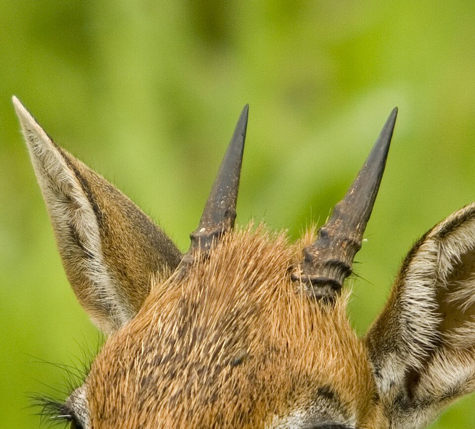 File:Dik-dik horns.jpg