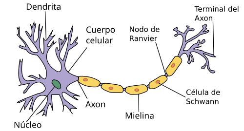 File:Neurona.svg