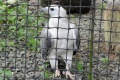 Haliaeetus leucogaster 1.jpg