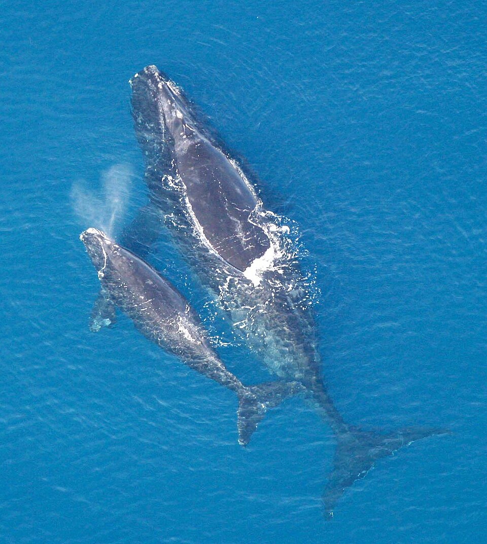 File:Eubalaena glacialis with calf.jpg
