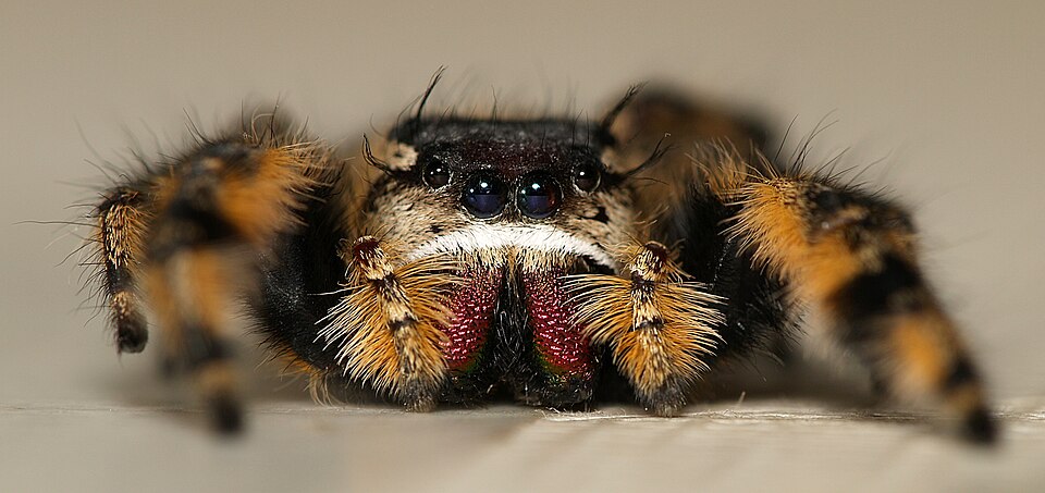 File:Phidippus.otiosus.jpg