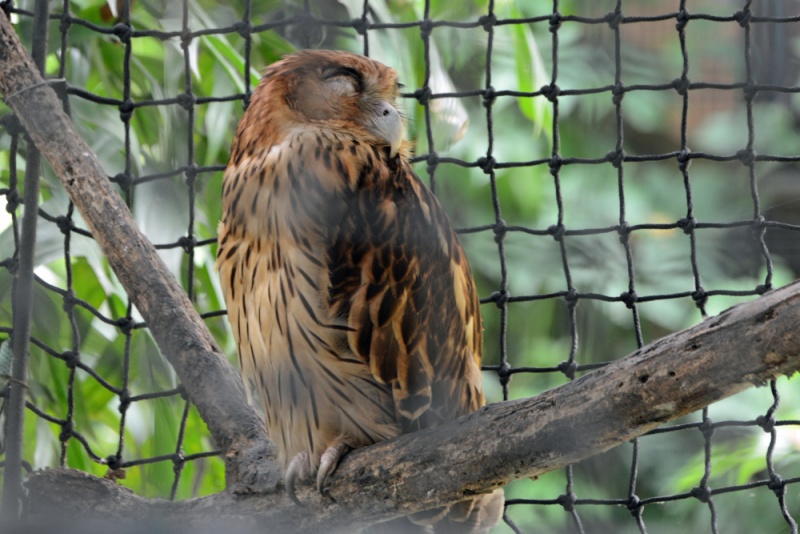 File:Bubo philippensis 1.jpg