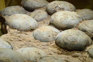 HadrosaurEggs 9021 W.jpg