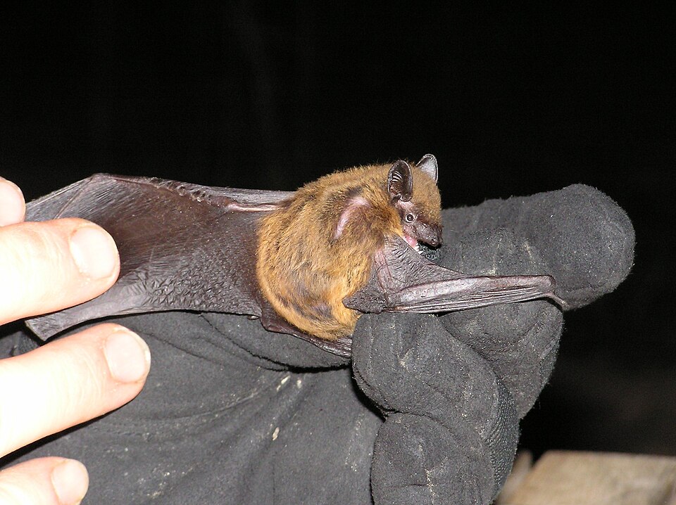File:Nycticeius humeralis Evening bat.JPG