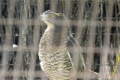 Butastur indicus 1.jpg