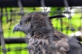 Nisaetus pinskeri 1.jpg