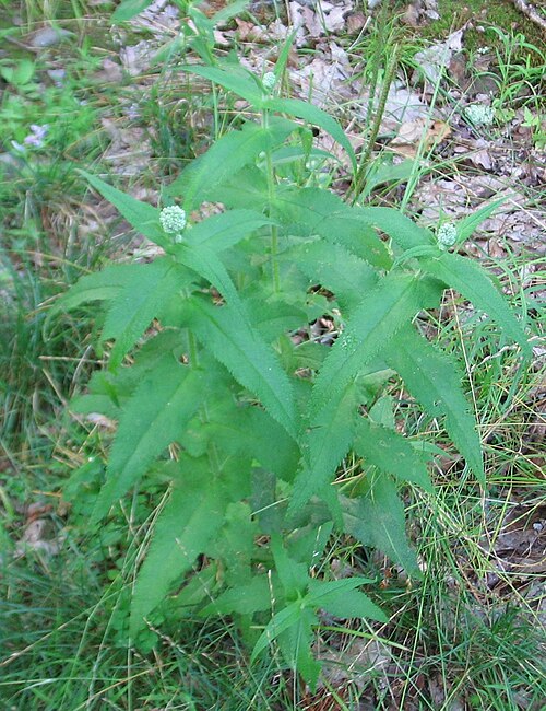 File:Boneset.jpg