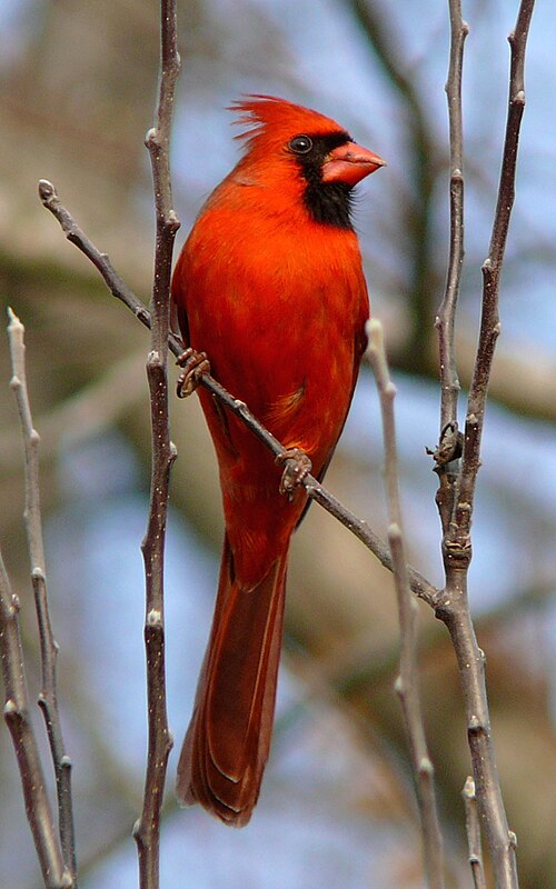 File:Northern Cardinal Male-27527-3.jpg