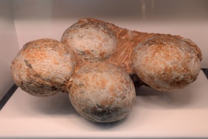 SauropodEggs 7903 W.jpg