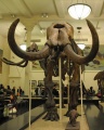 Mammut americanum 4235 W.jpg